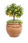 Preview: Pot ventru en terracotta originale d’Impruneta avec ornement de citrons